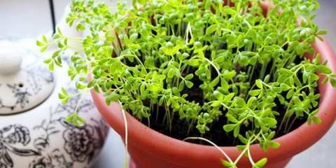 Potočarka na prozorskoj dasci: kako uzgajati kod kuće